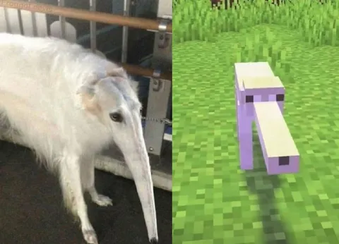 Животное из Minecraft в реальности