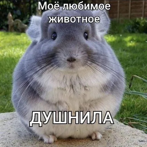 Моё любимое животное — душнила
