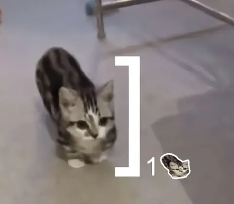 Котёнок с цифрой один