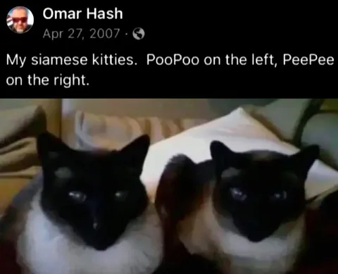 My Siamese Kitties
