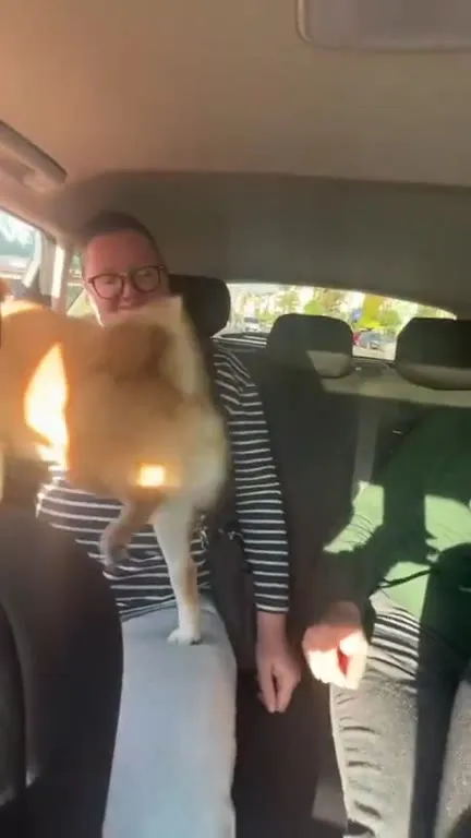 Shiba Inu Kung Fu Kicks Passenger