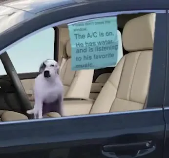 Dog Vibing in the Air-Conditioned Car
