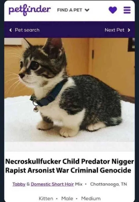 Petfinder Kitten Profile