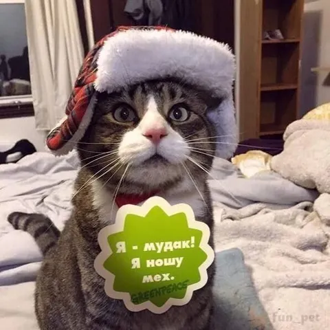 Кот в меховой шапке