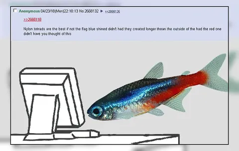 Nylon Tetra Computer Meme