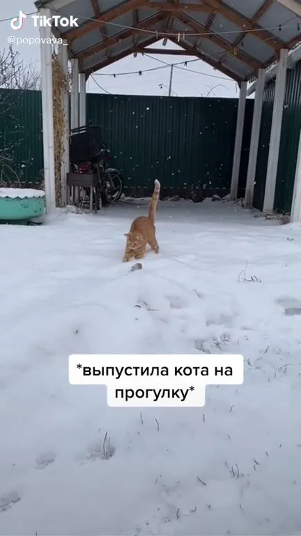 Кот вышел на прогулку