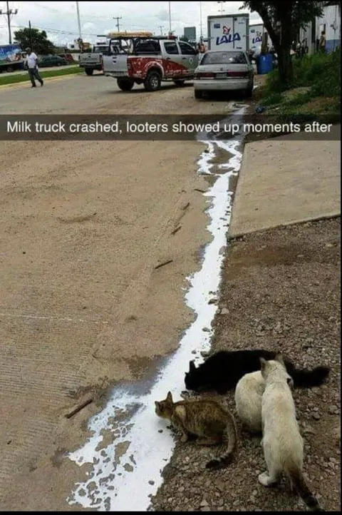 Cats Loot Spilled Milk