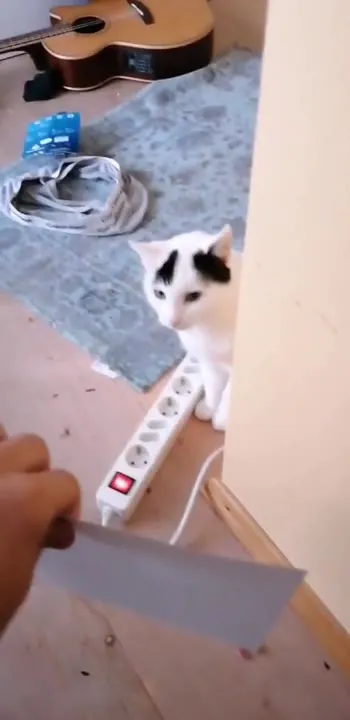Кот охраняет удлинитель