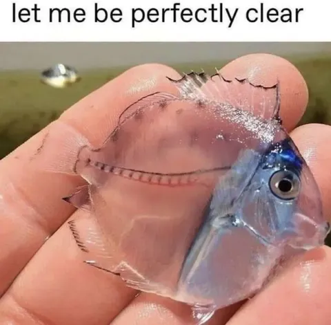 Let Me Be Perfectly Clear Fish