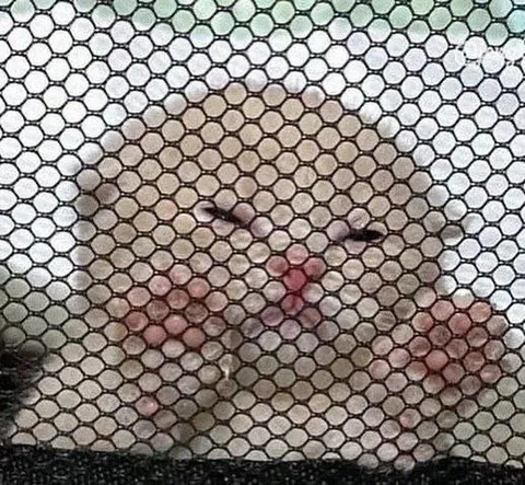 Кот сквозь сетку