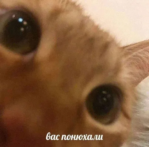 Вас понюхали котом