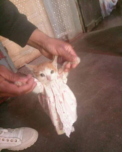 Котёнок в слишком большом платье