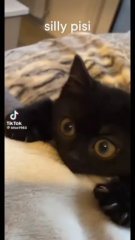 Silly Black Kitten Stares