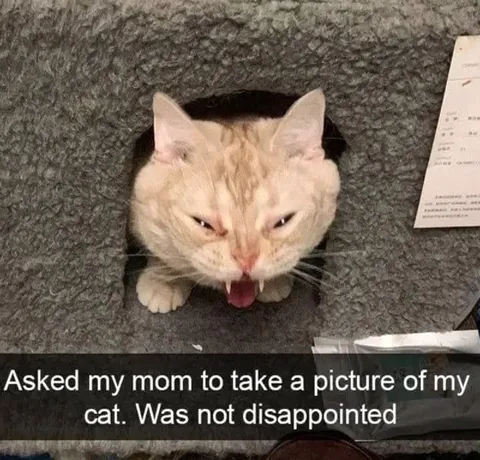 Mom Takes a Cat Picture