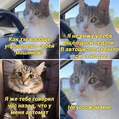 Кот сдаёт на автомате