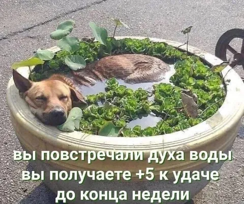 Дух воды приносит удачу