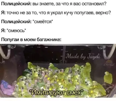 Попугаи в багажнике смеются