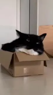 Кот в коробке
