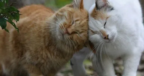 Котики нежно трутся мордочками