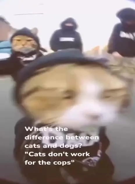Cats Don't Work for Cops
