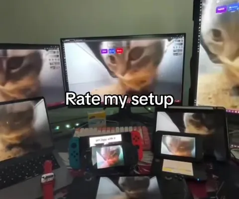 Rate my cat setup