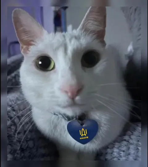 Кот посылает нахуй