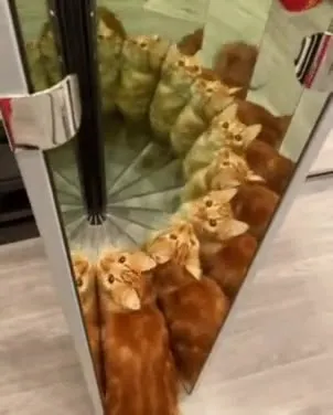 Кот и бесконечные отражения