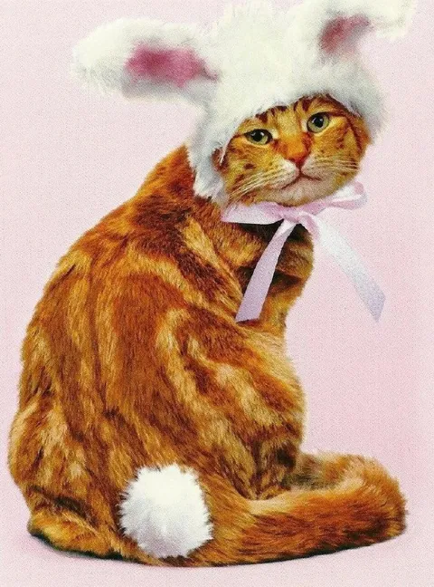 Кот в костюме зайчика