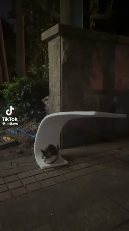 Котёнок под белой дугой