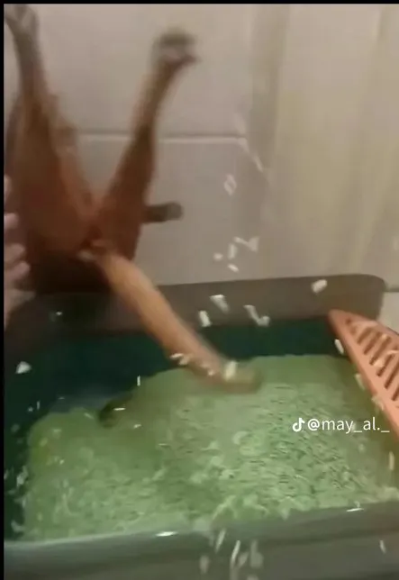 Животное падает в аквариум