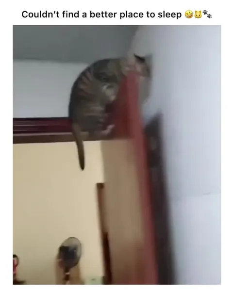 Cat Sleeps on Door