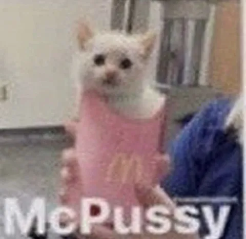 Cat Wearing a Pink Sweater
