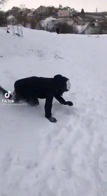 Обезумевший снежный монстр