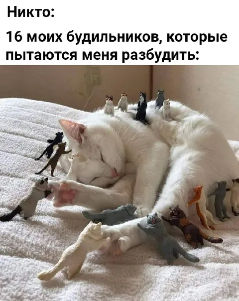 Шестнадцать будильников не разбудили кота