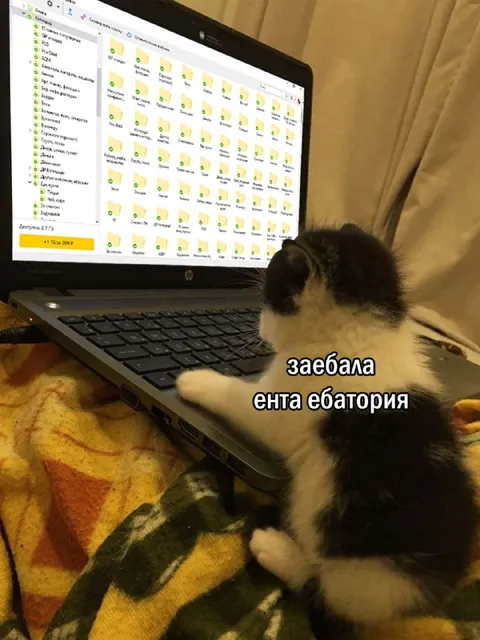 Кот устал от этой ебатории