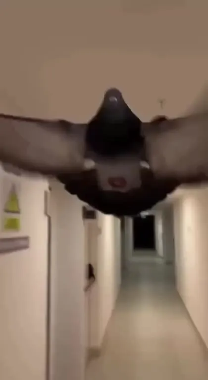 Paloma volando por el pasillo