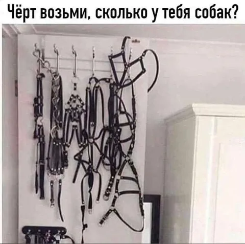 Когда у тебя много собак