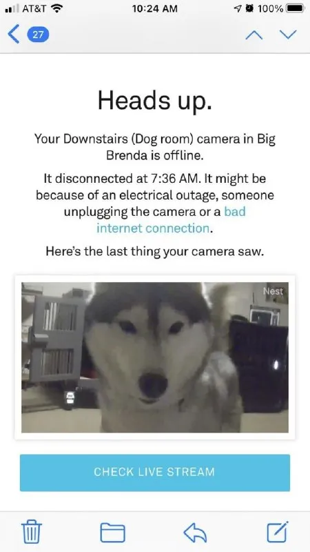Dog Camera Goes Offline