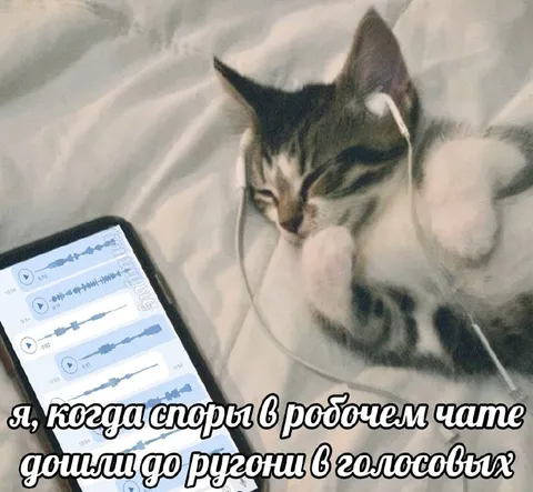 Кот слушает ругань в голосовых