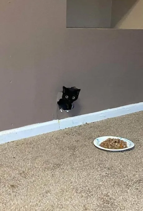 Котёнок выглядывает из стены