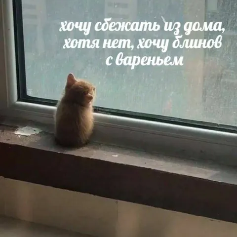 Кот хочет блинов с вареньем