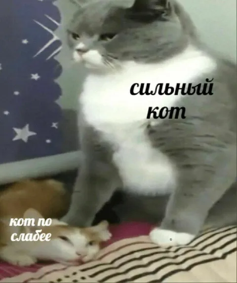 Сильный кот и слабый кот