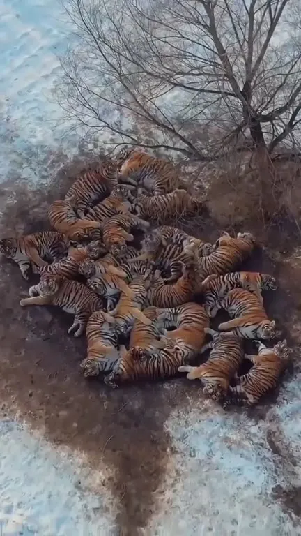 Праздник на мусорке с тиграми