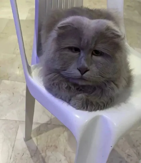 Уставший кот на стуле