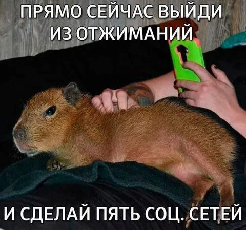 Капибара после отжиманий