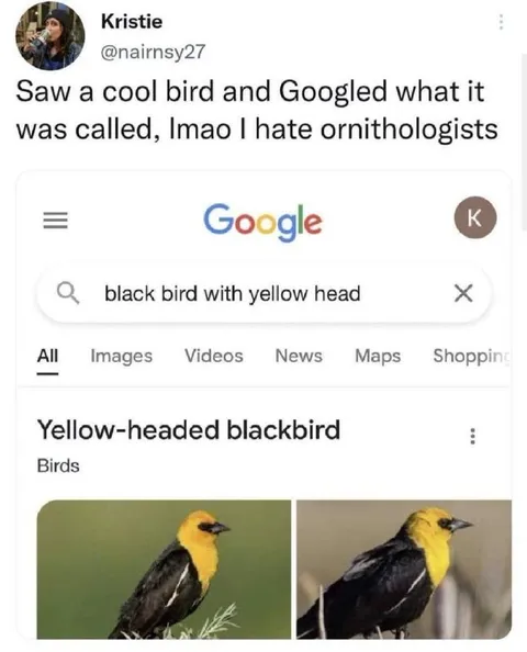 Yellow-Headed Blackbird Search
