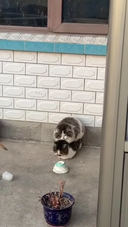 Кот едет на другом коте