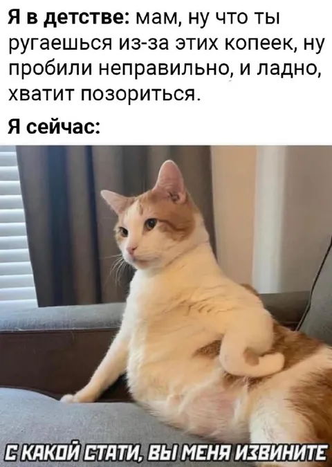 Кот требует извинений