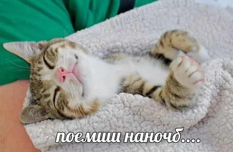 Котёнок просит песню на ночь