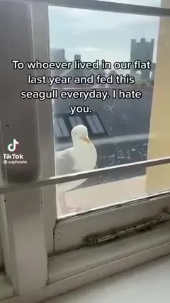 Seagull Holds a Grudge